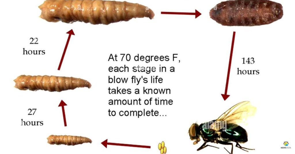 Life cycle of maggot