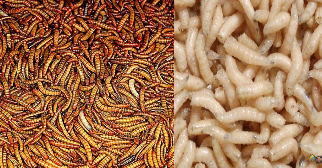 Types of Maggots