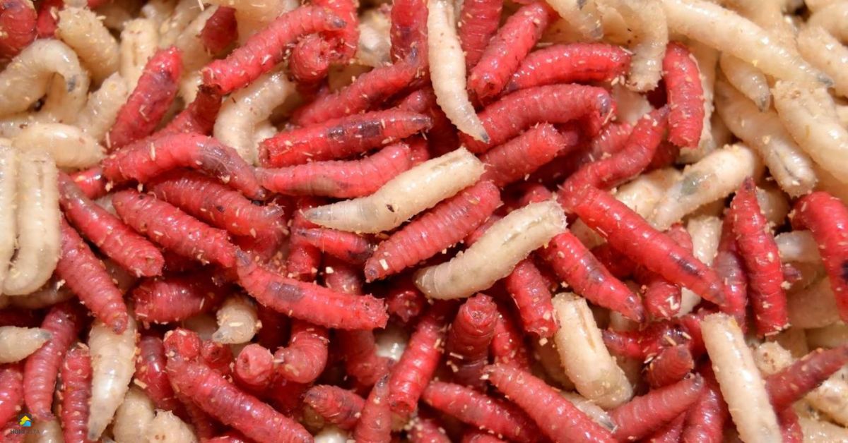 Will Ammonia Kill Maggots? Effective Methods to Eliminate Maggot Infes ...