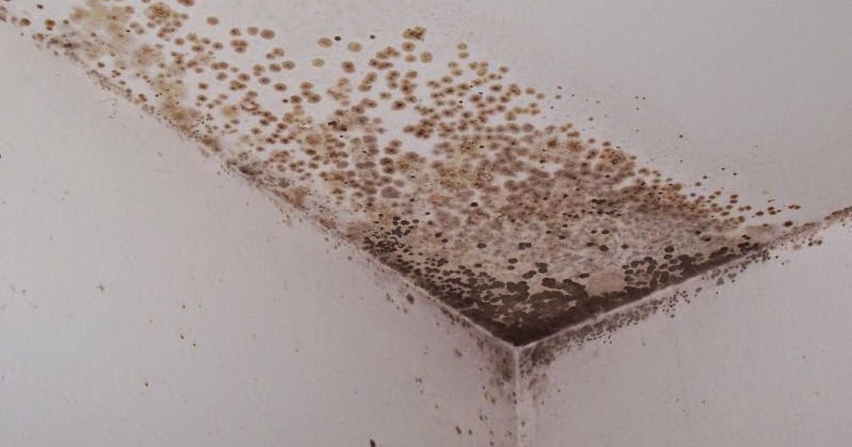 Mold From Bathroom Ceiling