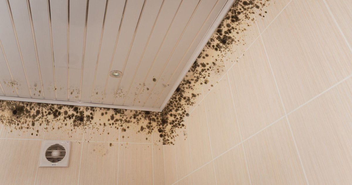 Mold In The Bathroom