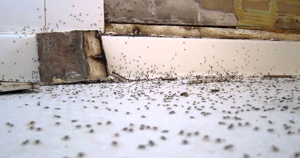 ANTS IN BATHROOMS