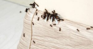 Ants In Your Bathroom
